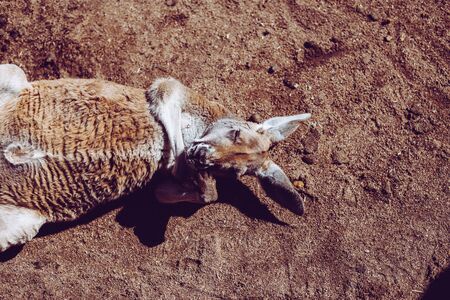 Kangarooの写真素材