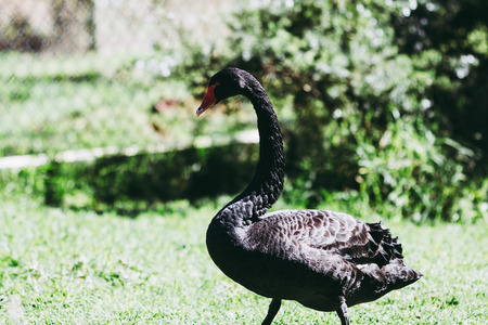 Black Swanの写真素材