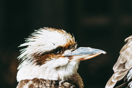 Kingfisherの写真素材