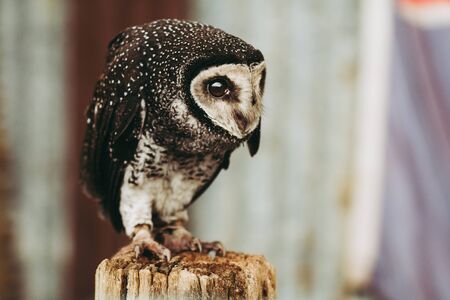 Owlの写真素材