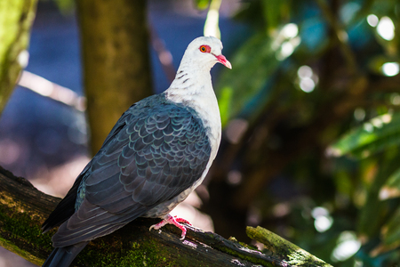 Pigeonsの写真素材