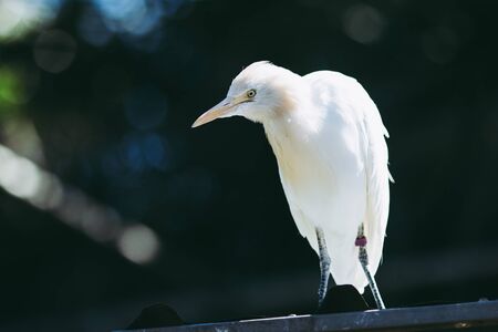 birdsの写真素材