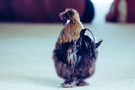 chickenの写真素材