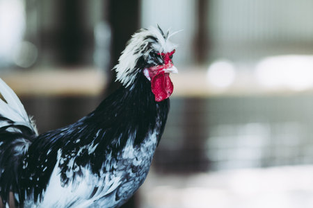 chicken