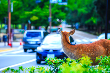 deer in Nara Japanの写真素材
