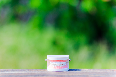 Dental model and green blur backgroundの写真素材