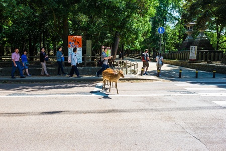 NARA, Japan-September 21, 2017: Nara is the capital city of Nara Prefecture located in the Kansai region of Japan. The city occupies the northern part of Nara Prefecture, bordering Kyoto Prefecture.のeditorial素材