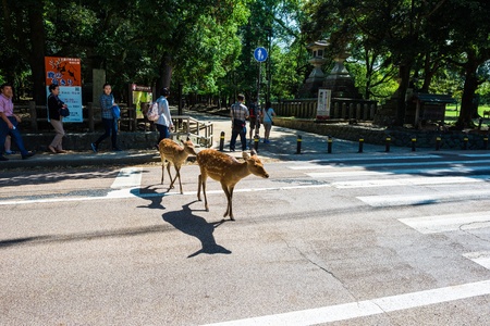 NARA, Japan-September 21, 2017: Nara is the capital city of Nara Prefecture located in the Kansai region of Japan. The city occupies the northern part of Nara Prefecture, bordering Kyoto Prefecture.のeditorial素材