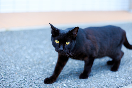 Black catの写真素材
