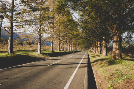 Metasequoia trees and roadsの写真素材