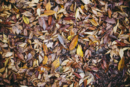 Fall leaves and blur