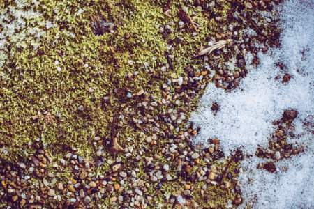 Fallen leaves and snowの写真素材