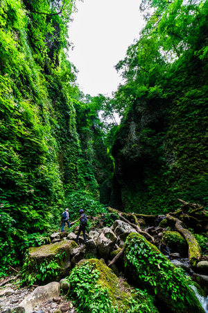 Deep forest at japanの写真素材