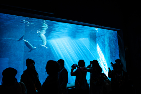 Aquarium fish tankのeditorial素材