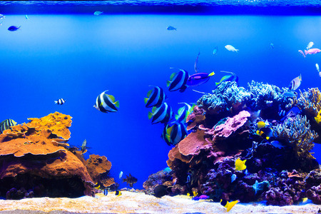 Aquarium fish tankの写真素材