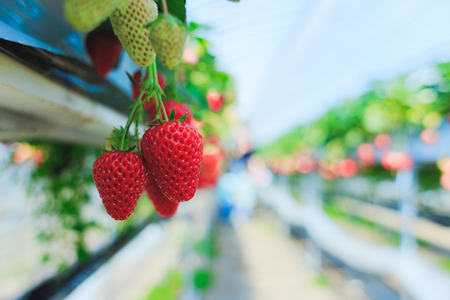 Strawberry field, no personの写真素材