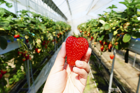 Strawberry fields in greenhouseの写真素材
