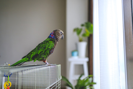 Deroptyus accipitrinus indoorの写真素材