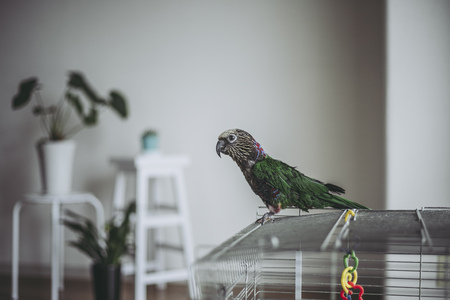 Deroptyus accipitrinus indoorの写真素材