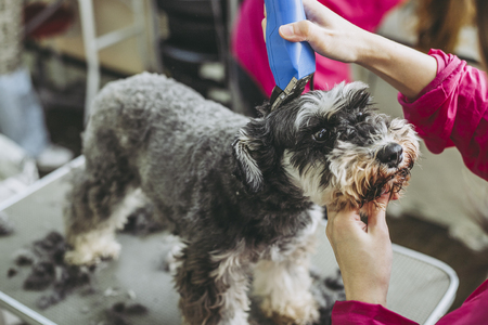 Miniature Schnauzer trimmingの写真素材