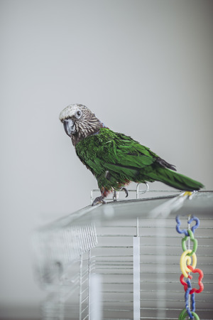 Deroptyus accipitrinus indoorの写真素材