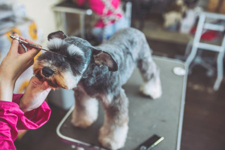 Miniature Schnauzer trimmingの写真素材