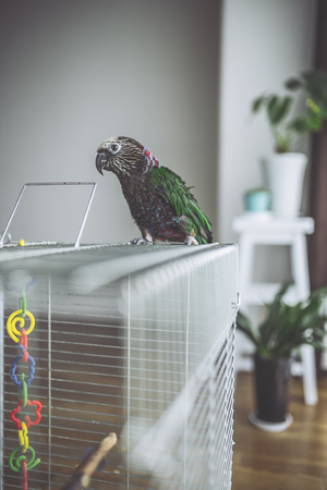 Deroptyus accipitrinus indoorの写真素材