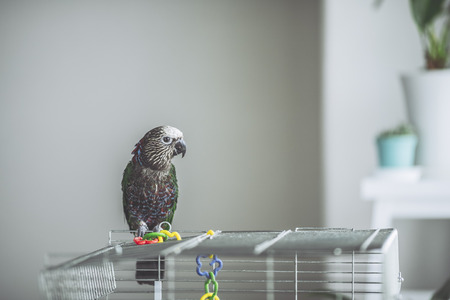 Deroptyus accipitrinus indoorの写真素材