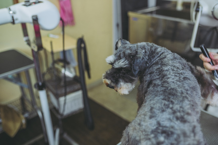 Miniature Schnauzer trimmingの写真素材