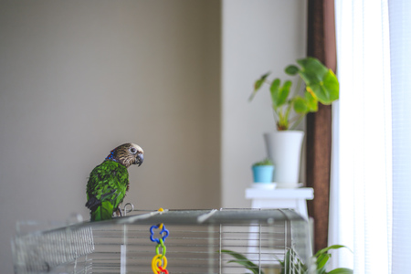 Deroptyus accipitrinus indoorの写真素材