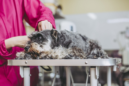 Miniature Schnauzer trimmingの写真素材