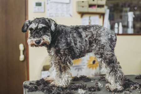 Miniature Schnauzer trimmingの写真素材
