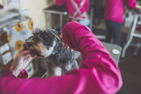 Miniature Schnauzer trimmingの写真素材