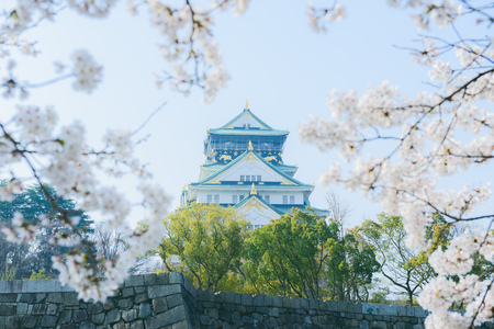 Osaka Castle and cherry blossomsのeditorial素材