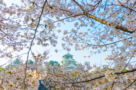 Osaka Castle and cherry blossomsのeditorial素材