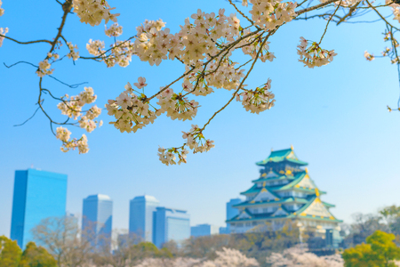 Osaka Castle and cherry blossomsのeditorial素材
