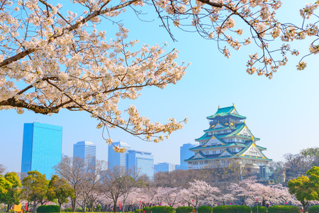Osaka Castle and cherry blossomsのeditorial素材