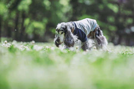 old English cocker dog
