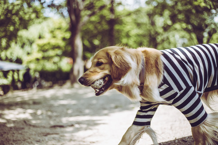 Golden retriever to play outdoorsの写真素材