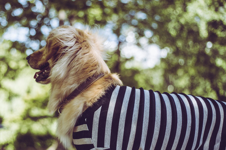 Golden retriever to play outdoorsの写真素材