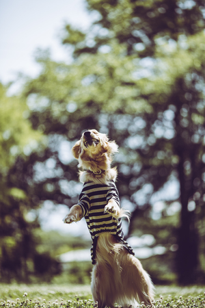 Golden retriever to play outdoorsの写真素材