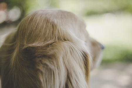 Golden retriever to play outdoorsの写真素材