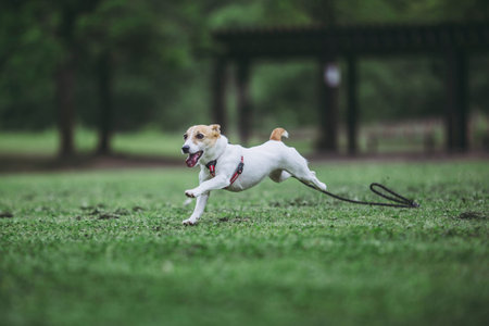 Jack Russell Terrier playing outdoorsの写真素材