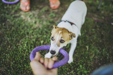 Jack Russell Terrier playing outdoorsの写真素材