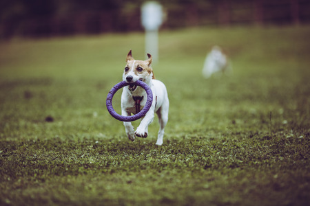 Jack Russell Terrier playing outdoorsの写真素材