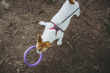 Jack Russell Terrier playing outdoors