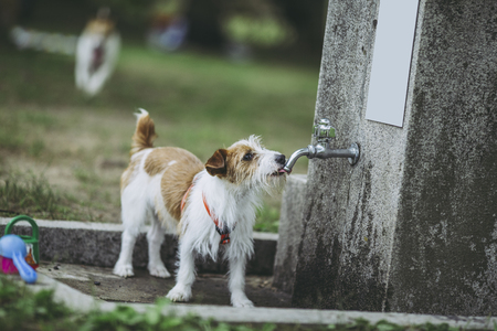 Jack Russell Terrier playing outdoorsの写真素材