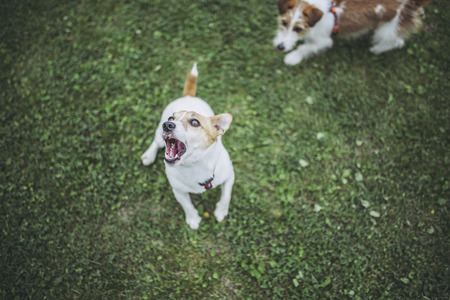 Jack Russell Terrier playing outdoorsの写真素材