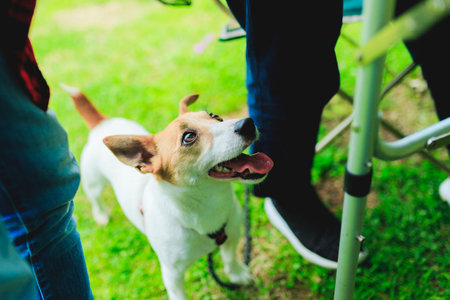 Jack Russell Terrier playing outdoorsの写真素材