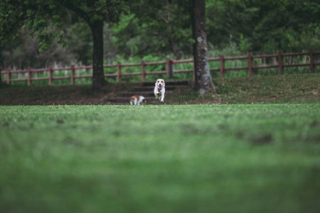 Jack Russell Terrier playing outdoorsの写真素材